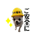 チワワせな時間3（個別スタンプ：2）