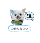 チワワせな時間3（個別スタンプ：8）