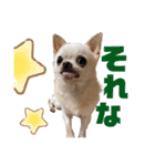 チワワせな時間3（個別スタンプ：11）