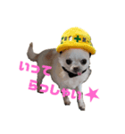 チワワせな時間3（個別スタンプ：13）
