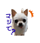 チワワせな時間3（個別スタンプ：14）