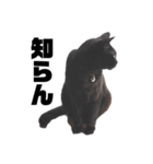 くろねこのうに 。（個別スタンプ：5）