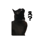 くろねこのうに 。（個別スタンプ：7）