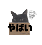 くろねこのうに 。（個別スタンプ：10）