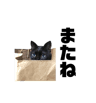 くろねこのうに 。（個別スタンプ：24）