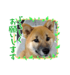 コムシトックロード（個別スタンプ：2）