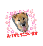 コムシトックロード（個別スタンプ：5）