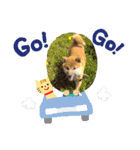 コムシトックロード（個別スタンプ：12）