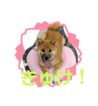 コムシトックロード（個別スタンプ：16）