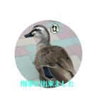 ちょっと連絡です（個別スタンプ：4）