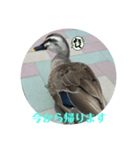 ちょっと連絡です（個別スタンプ：5）