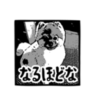 我が家のゴンスケ（個別スタンプ：7）