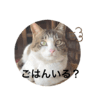 虹だんごのジジとキキ♡（個別スタンプ：11）