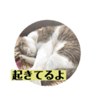 虹だんごのジジとキキ♡（個別スタンプ：12）