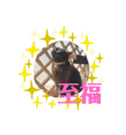 虹だんごのジジとキキ♡（個別スタンプ：15）