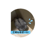 ジャンガリアン おはぎ（個別スタンプ：7）