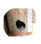 ジャンガリアン おはぎ（個別スタンプ：8）