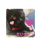 くまたんのまいにち♡（個別スタンプ：1）