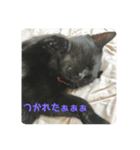 くまたんのまいにち♡（個別スタンプ：15）