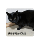くまたんのまいにち♡（個別スタンプ：19）