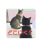 くまたんのまいにち♡（個別スタンプ：24）
