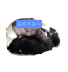 ちわわのチェリー（個別スタンプ：1）
