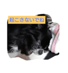 ちわわのチェリー（個別スタンプ：2）