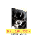 ちわわのチェリー（個別スタンプ：4）