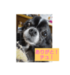 ちわわのチェリー（個別スタンプ：5）