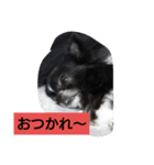 ちわわのチェリー（個別スタンプ：6）