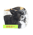 ちわわのチェリー（個別スタンプ：7）