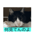 シトロン一家（個別スタンプ：5）