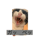 シトロン一家（個別スタンプ：6）