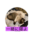 シトロン一家（個別スタンプ：8）