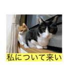 シトロン一家（個別スタンプ：9）