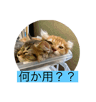 シトロン一家（個別スタンプ：10）