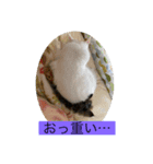 シトロン一家（個別スタンプ：11）