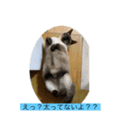 シトロン一家（個別スタンプ：12）