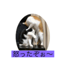 シトロン一家（個別スタンプ：13）