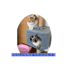 シトロン一家（個別スタンプ：14）