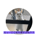 シトロン一家（個別スタンプ：15）