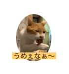 シトロン一家（個別スタンプ：16）
