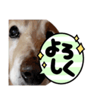 大文字返信スタンプ（個別スタンプ：3）
