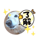 大文字返信スタンプ（個別スタンプ：5）