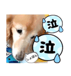 大文字返信スタンプ（個別スタンプ：16）