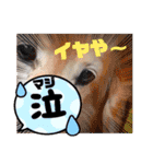 大文字返信スタンプ（個別スタンプ：17）