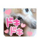大文字返信スタンプ（個別スタンプ：18）