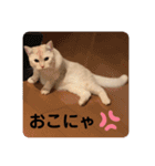 わたしのシュガちゃん（個別スタンプ：5）