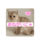 わたしのシュガちゃん（個別スタンプ：6）