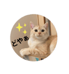 わたしのシュガちゃん（個別スタンプ：8）